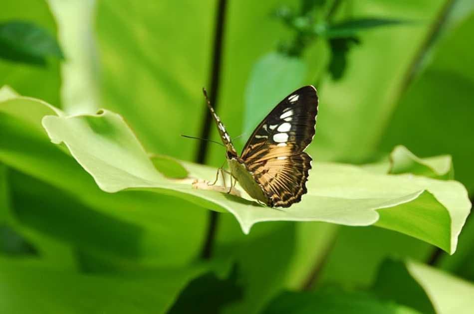 Butterflies & Insect Kingdom Entrance Ticket - Photo 2