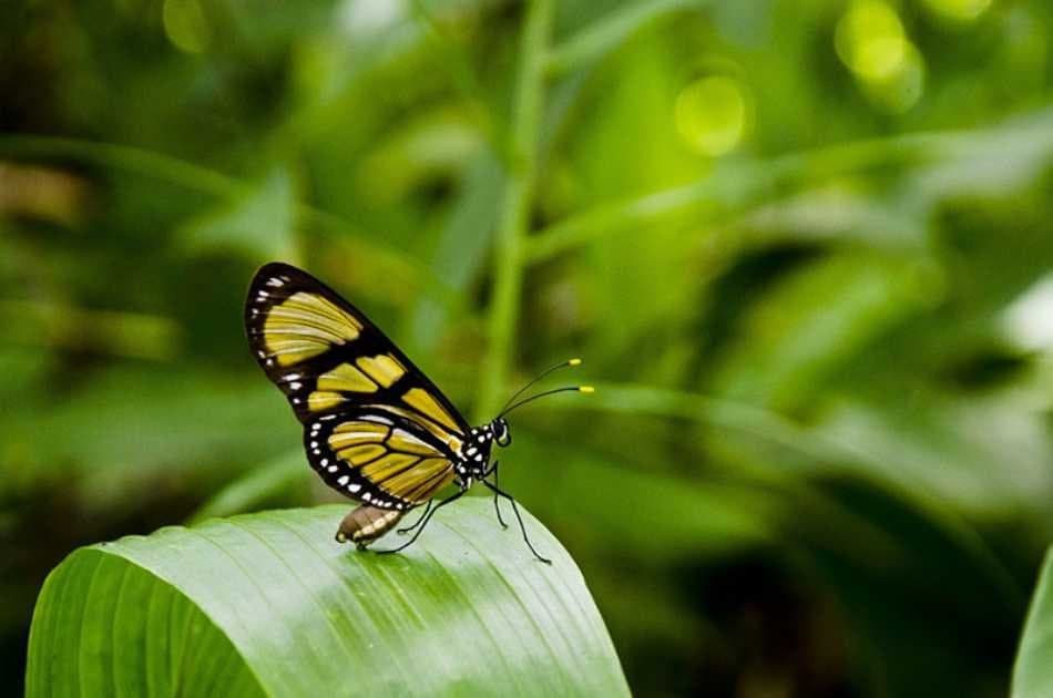 Butterflies & Insect Kingdom Entrance Ticket - Photo 4