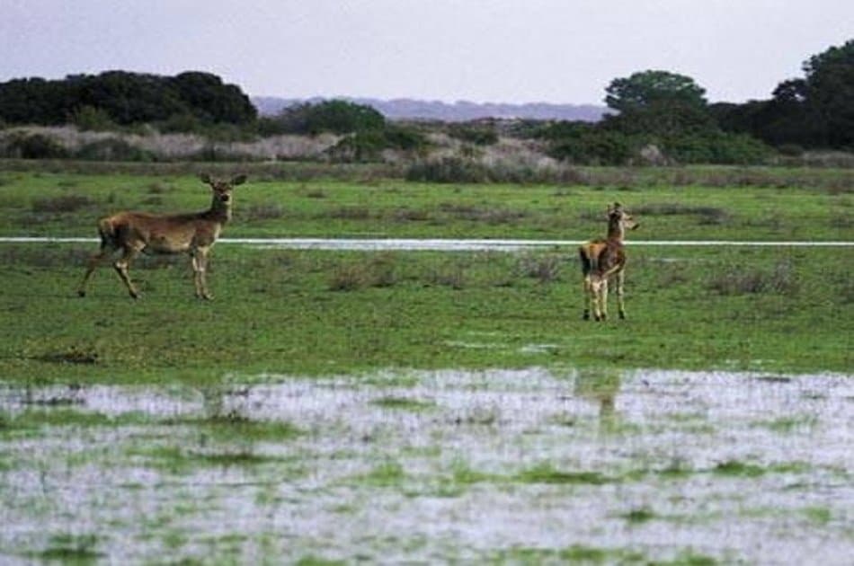 Doñana Nature Park - Off the Beaten Path Tour - Photo 2