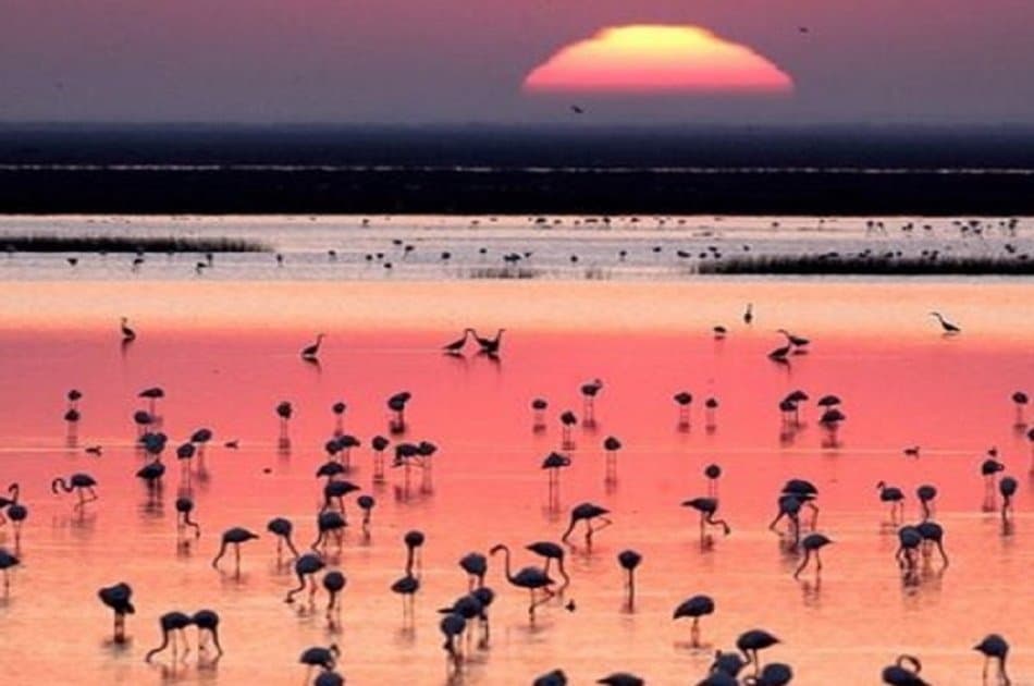 Doñana Nature Park - Off the Beaten Path Tour - Photo 4