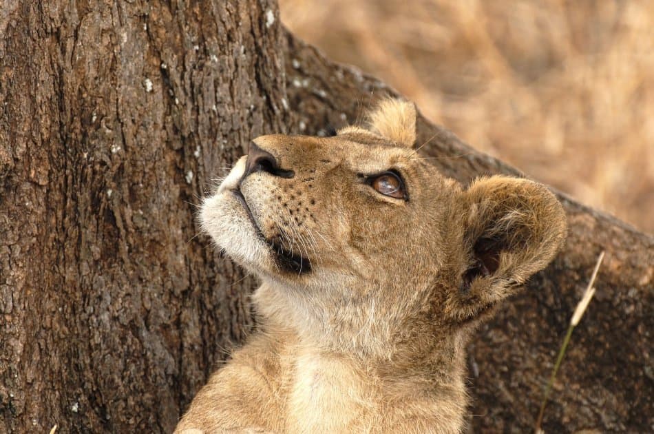 14 Days Kilimanjaro Trek, Marangu Route & Camping Safaris - Photo 7