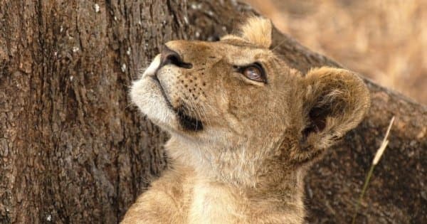 14 Days Kilimanjaro Trek, Marangu Route & Camping Safaris - Photo 1
