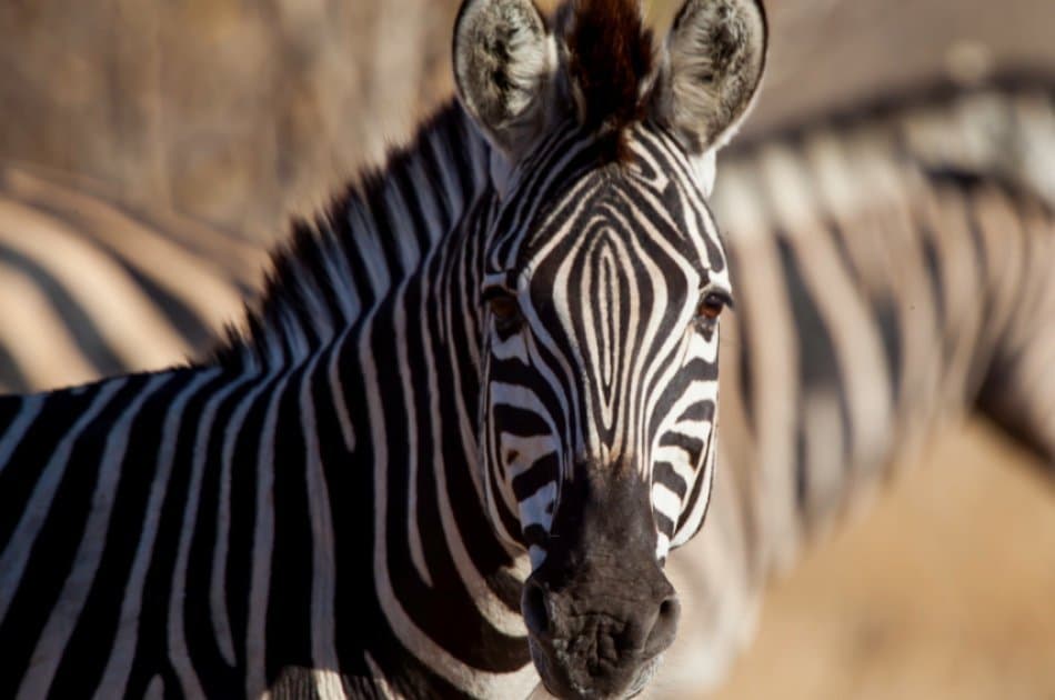 14 Days Kilimanjaro Trek, Marangu Route & Camping Safaris - Photo 6