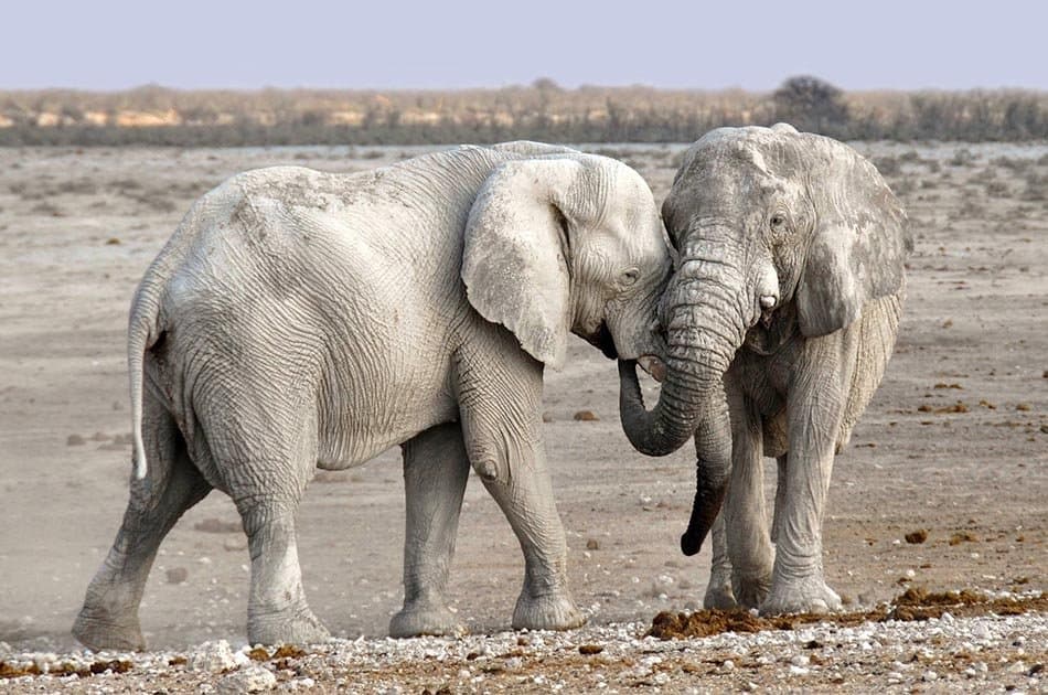 2 Days Safari Lake Manyara National Park/Ngorongoro Crater - Photo 3