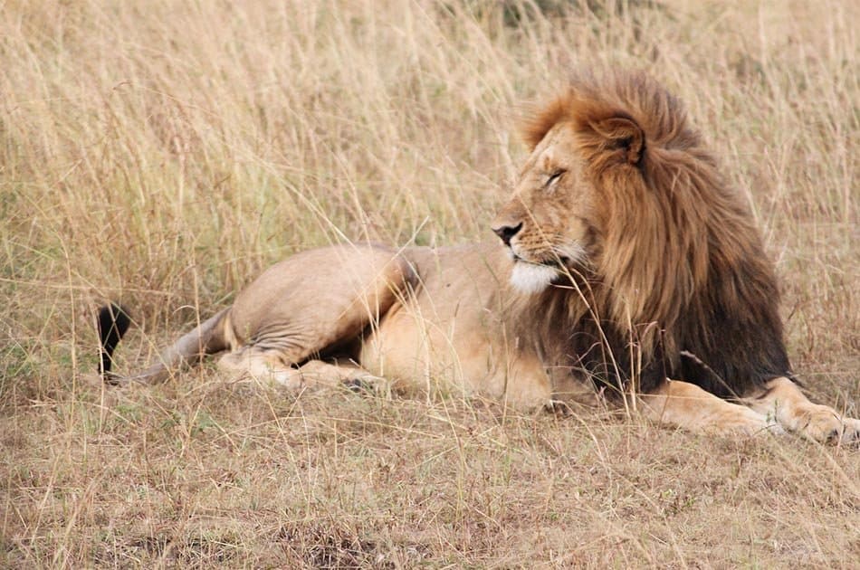 2 Days Safari Lake Manyara National Park/Ngorongoro Crater - Photo 4