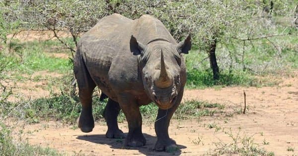 4 Days Safari Lake Manyara/Serengeti National Park/Ngorongoro Crater - Photo 1