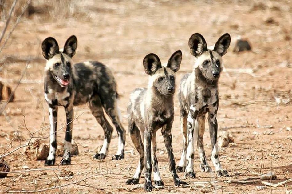 4 Days Safari Lake Manyara/Serengeti National Park/Ngorongoro Crater - Photo 5