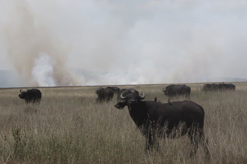 5 Day Natural Wonders of Africa Safari - Photo 5