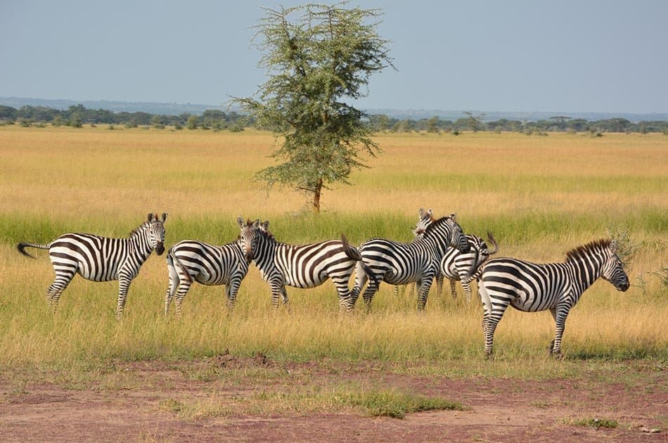 5 Days Safari in Lake Manyara/Serengeti Plains/Ngorongoro Crater - Photo 7