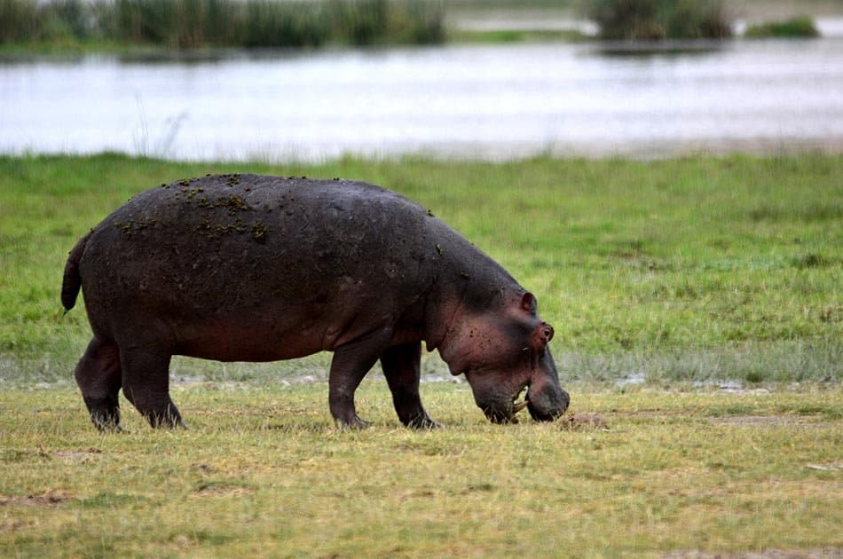 6 Days Safari Lake Manyara/Serengeti Plains/Ngorongoro Crater/Tarangire Park - Photo 6