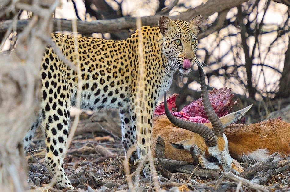 6 Days Safari Lake Manyara/Serengeti Plains/Ngorongoro Crater/Tarangire Park - Photo 4