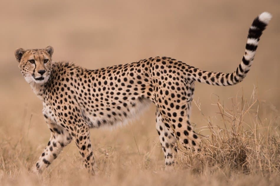 6 Days Tarangire,Ngorongoro Crater & Serengeti Group Safaris - Photo 10