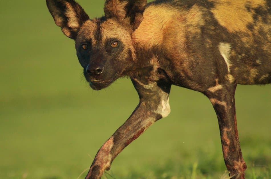 6 Days Tarangire,Ngorongoro Crater & Serengeti Group Safaris - Photo 2
