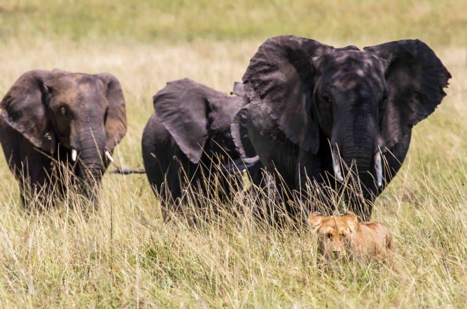 6 Days Tarangire,Ngorongoro Crater & Serengeti Group Safaris - Photo 3