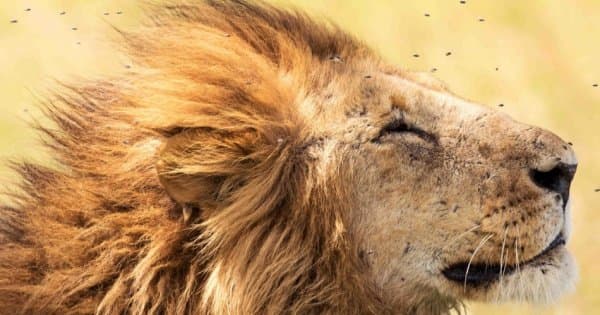 6 Days Tarangire,Ngorongoro Crater & Serengeti Group Safaris - Photo 1
