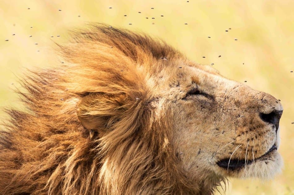 6 Days Tarangire,Ngorongoro Crater & Serengeti Group Safaris - Photo 5