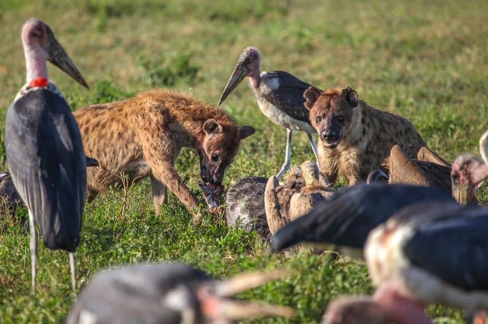 6 Days Tarangire,Ngorongoro Crater & Serengeti Group Safaris - Photo 6
