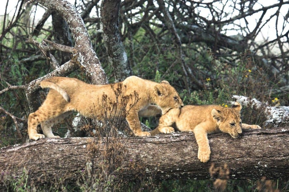 6 Days Tarangire,Ngorongoro Crater & Serengeti Group Safaris - Photo 8