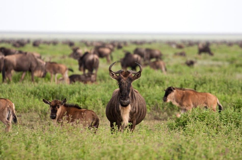 6 Days Tarangire,Ngorongoro Crater & Serengeti Group Safaris - Photo 7