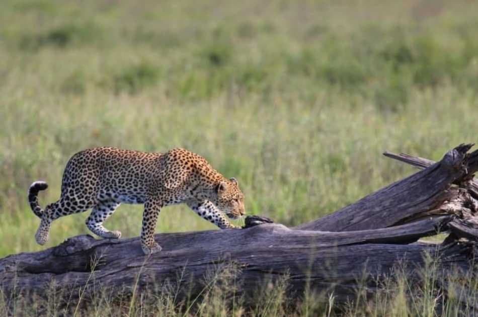 7 Day Tanzania Family Safaris - Photo 5