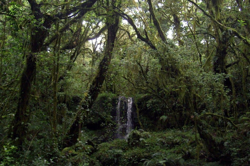 7 Days Kilimanjaro Trekking via Machame Route + 2 Nights Hotel Stay - Photo 17