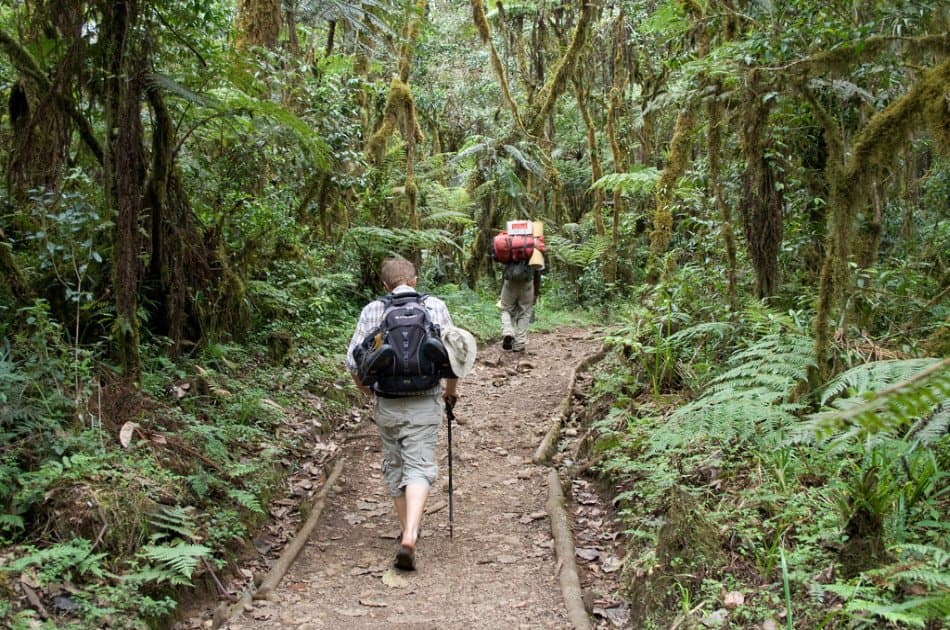 7 Days Kilimanjaro Trekking via Machame Route + 2 Nights Hotel Stay - Photo 4