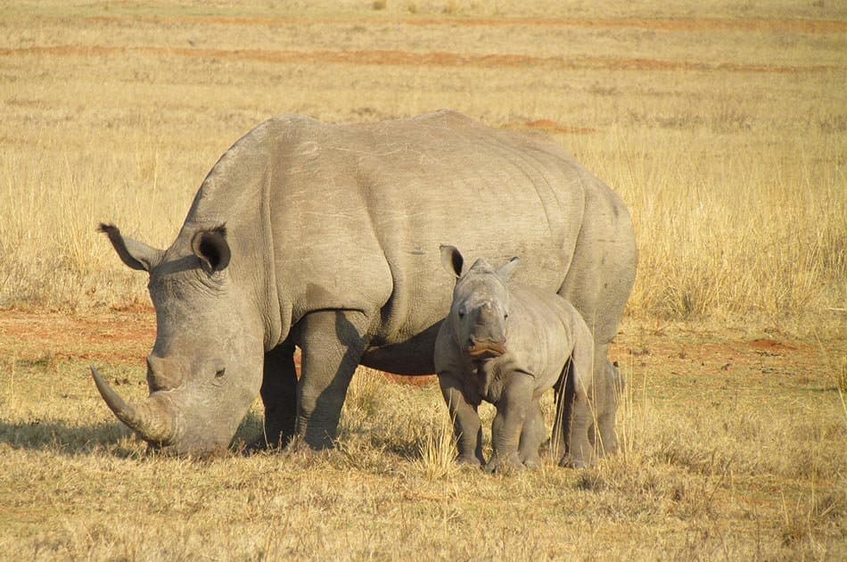 9 Days/8 Nights Safari – Lake Ndutu/Serengeti National Park/Ngorongoro Crater - Photo 6