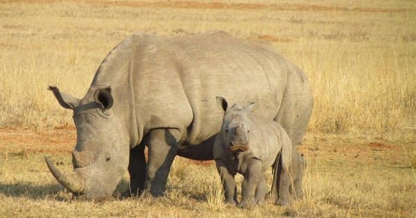 9 Days/8 Nights Safari – Lake Ndutu/Serengeti National Park/Ngorongoro Crater - Photo 1
