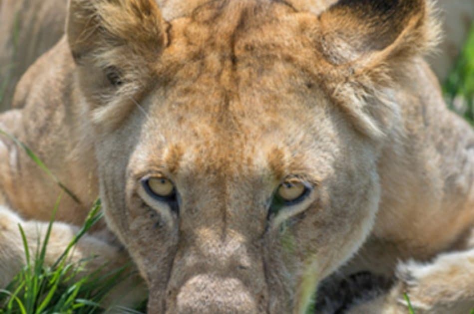 9 Days – Northern Circuit Small Group Safari -Tanzania - Photo 2