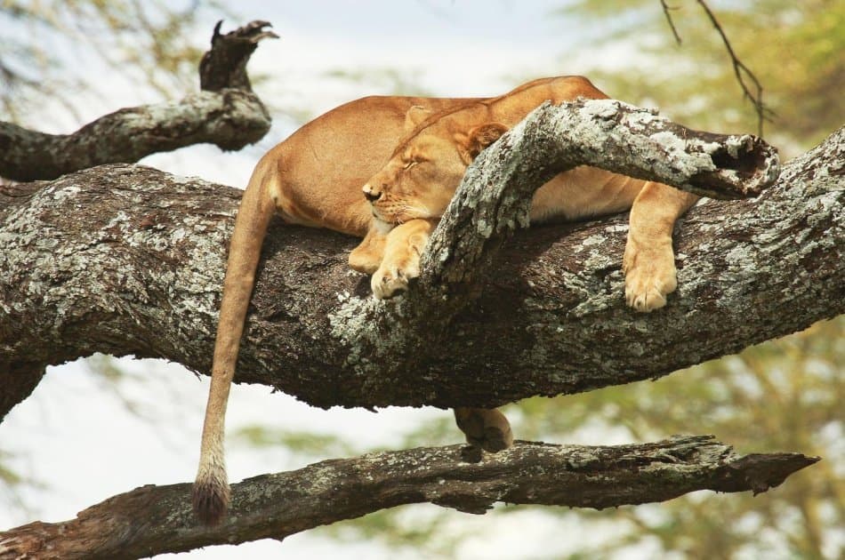 9 Days – Northern Circuit Small Group Safari -Tanzania - Photo 4