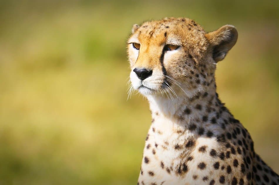 9 Days – Northern Circuit Small Group Safari -Tanzania - Photo 5