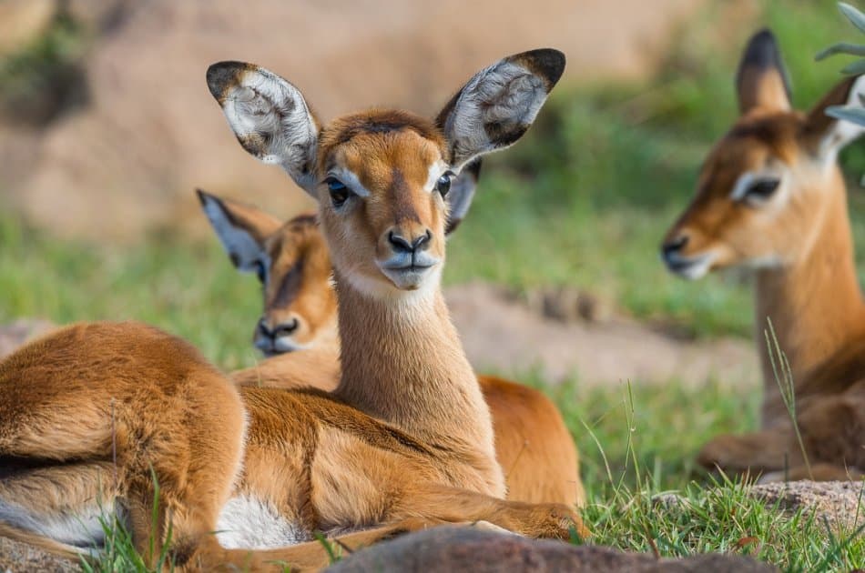 9 Days – Northern Circuit Small Group Safari -Tanzania - Photo 6