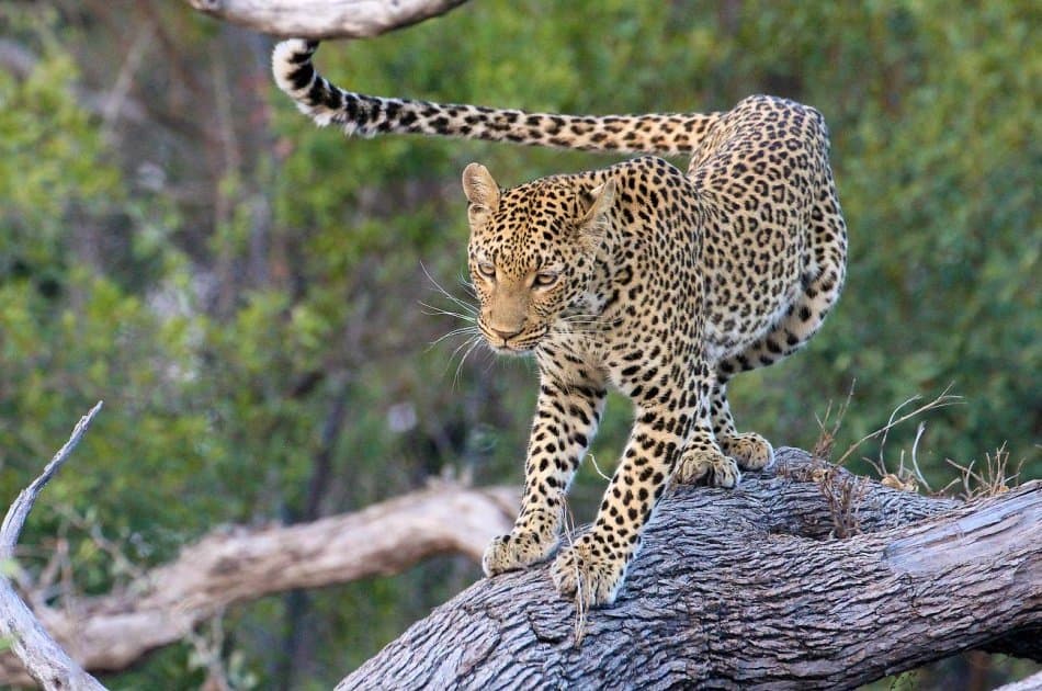 9 Days – Northern Circuit Small Group Safari -Tanzania - Photo 7