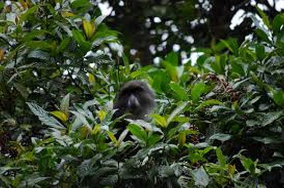 Mountain Kilimanjaro Group Day Hike via Marangu Route - Photo 4