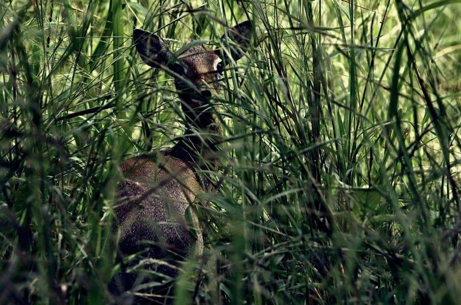 One Day Private Safari to Arusha National Park - Photo 3
