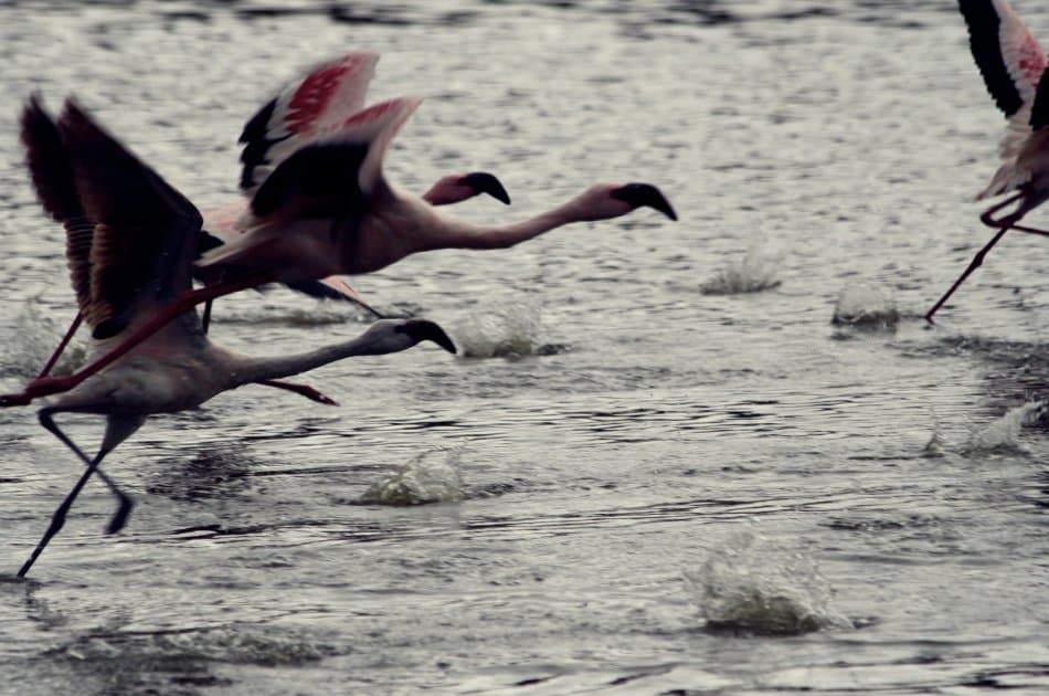 One Day Private Safari to Arusha National Park - Photo 8
