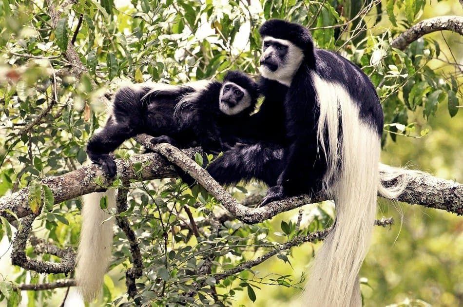 One Day Private Safari to Arusha National Park - Photo 9