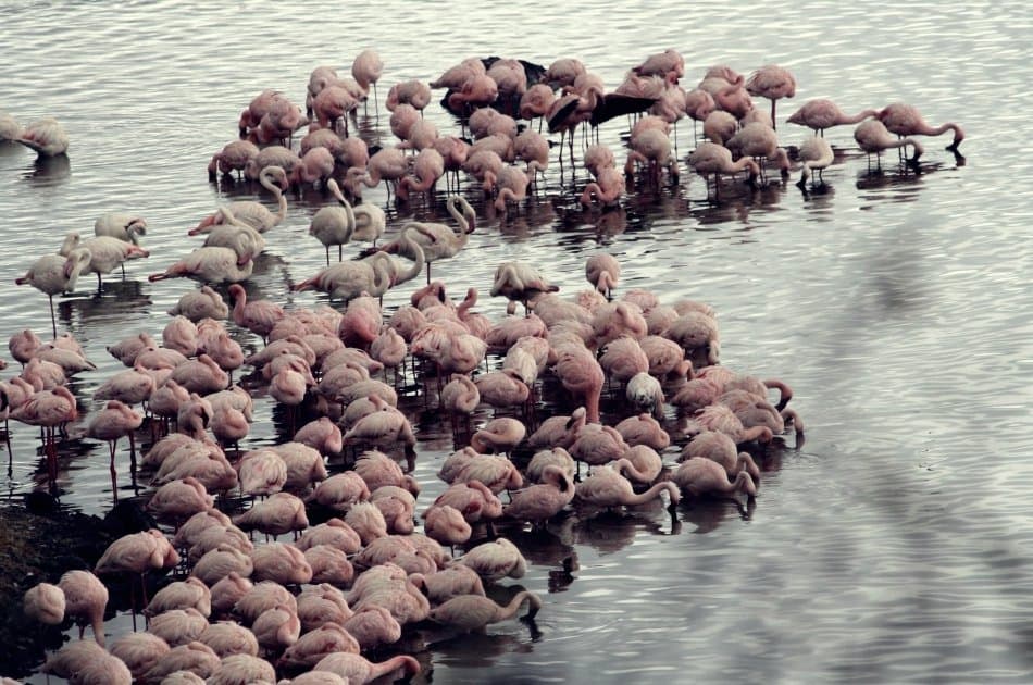 One Day Private Safari to Arusha National Park - Photo 10