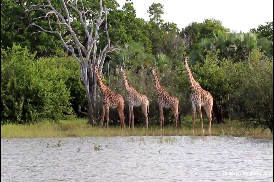 Two Days Selous Game Reserve Safari from Stone Town - Photo 4
