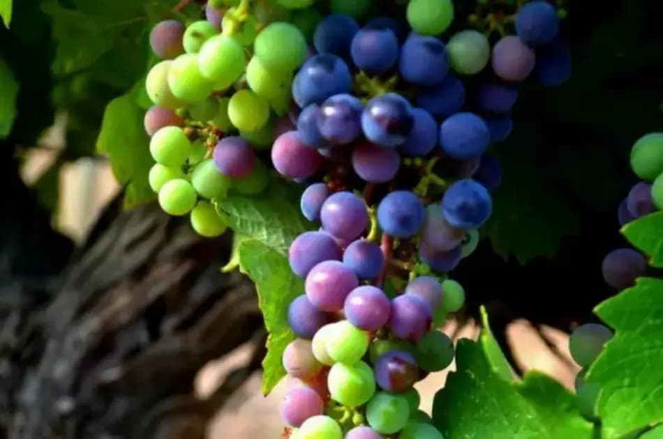 Ancient Ephesus Private Tour with Wine Tasting from Kusadasi Port - Photo 4