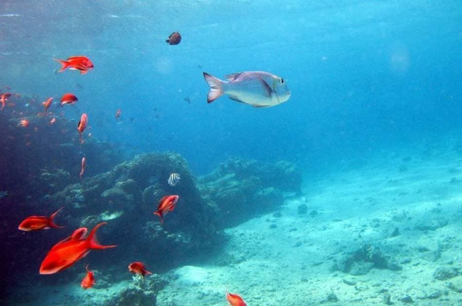 Discover the Colourful Reefs on a Kusadasi Scuba Diving Tour - Photo 2