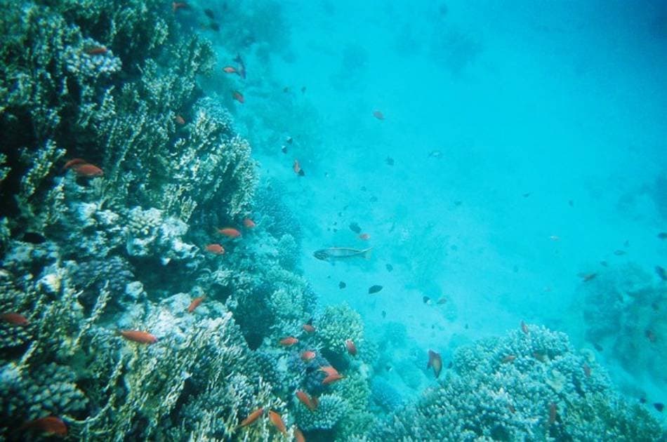 Discover the Colourful Reefs on a Kusadasi Scuba Diving Tour - Photo 4