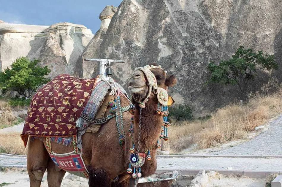 Get the Hump on Cappadocia Camel Ride - Photo 8