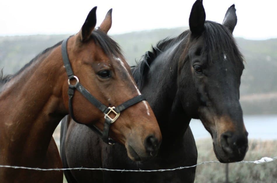 Kusadasi Horse Safari Tour For an Unforgettable Experience - Photo 4