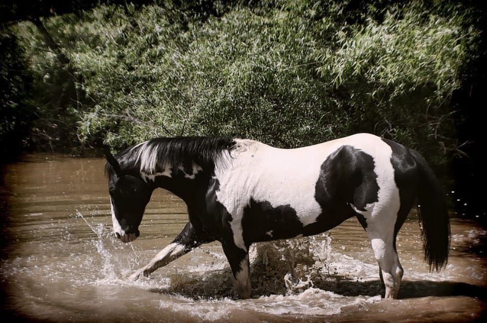 Kusadasi Horse Safari Tour For an Unforgettable Experience - Photo 7