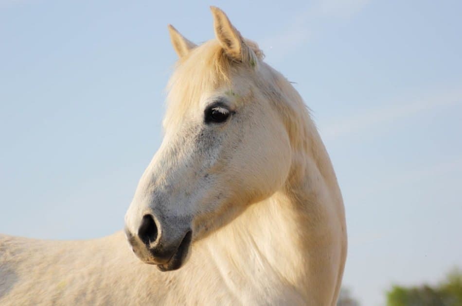 Kusadasi Horse Safari Tour For an Unforgettable Experience - Photo 8