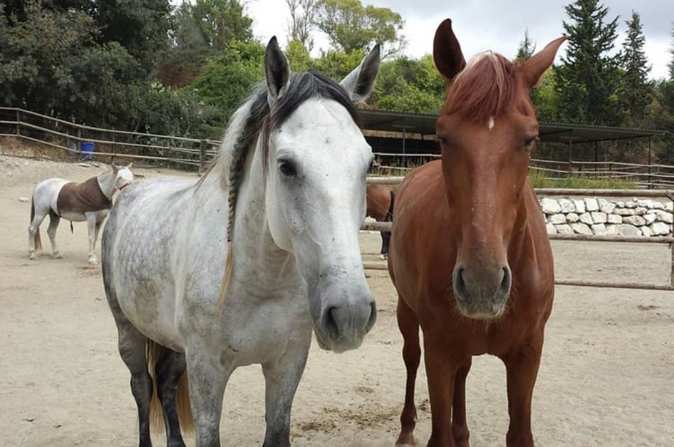 Kusadasi Horse Safari Tour For an Unforgettable Experience - Photo 13