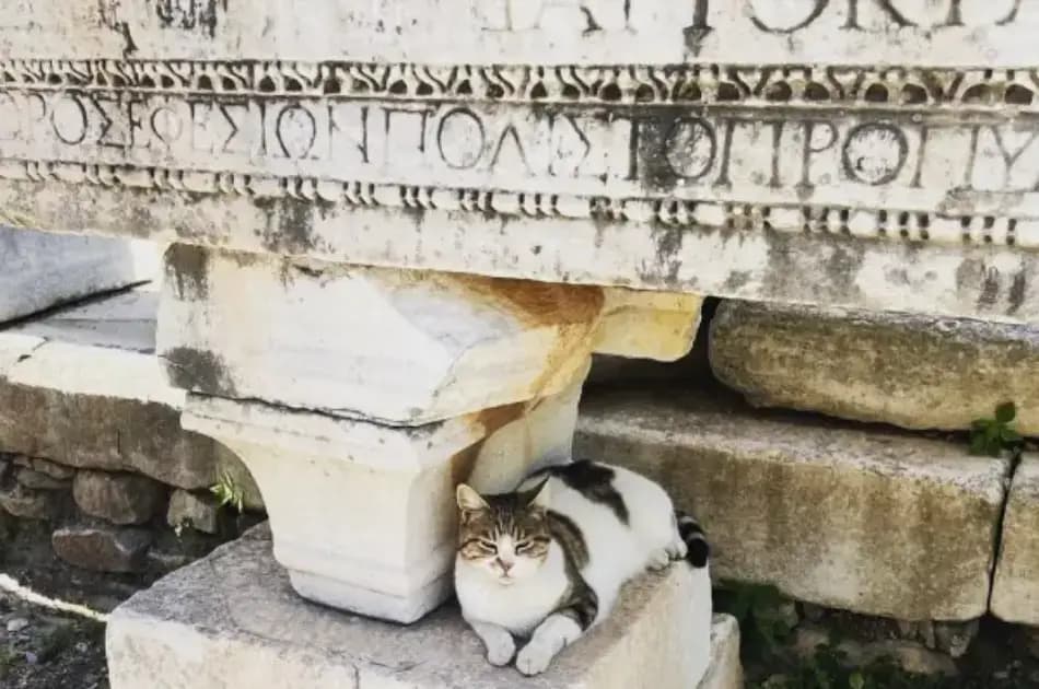 Private Ephesus Tour From Bodrum With Return to Kusadasi - Photo 6