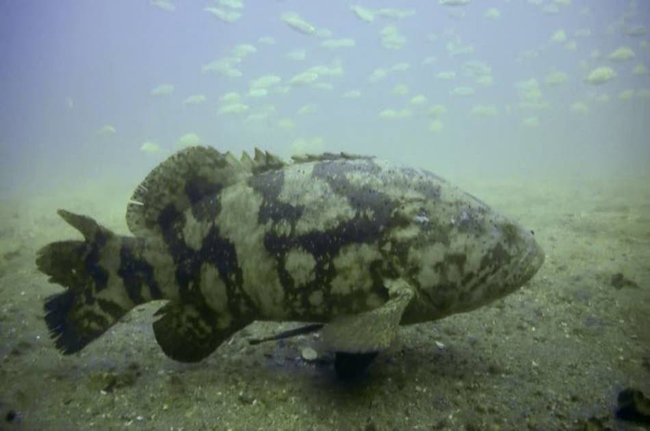 See the Underwater World on a Scuba Diving Tour from Kemer, Side and Alanya - Photo 13
