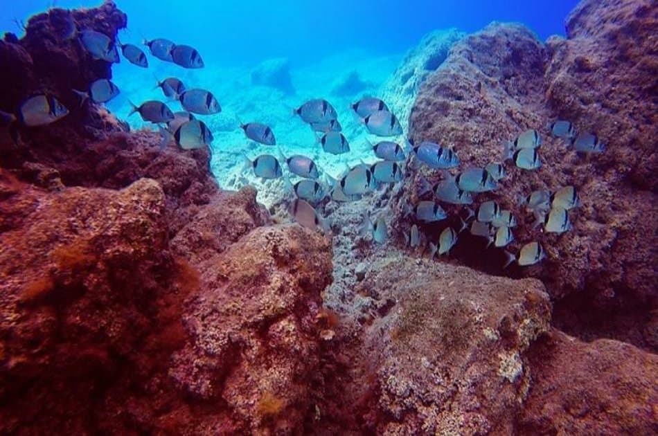 See the Underwater World on a Scuba Diving Tour from Kemer, Side and Alanya - Photo 14
